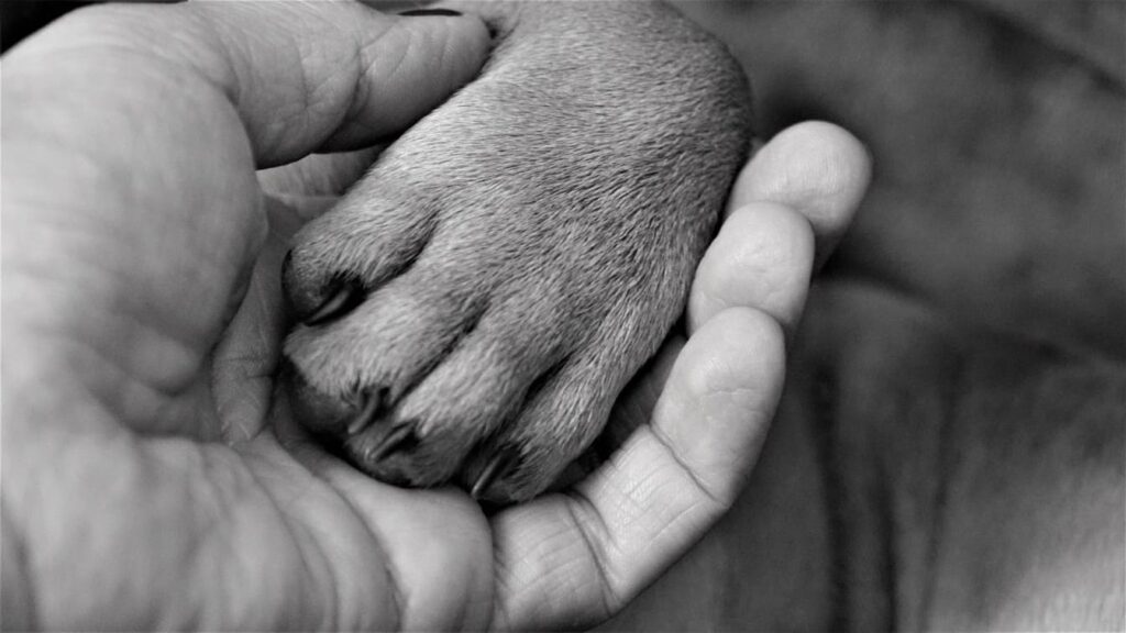 Ausencia laboral justificada por eutanasia de animal de compañía y despido disciplinario improcedente (SSSTI Barcelona n.º 25 - 28/01/2026) - Oriol Cremades Chueca