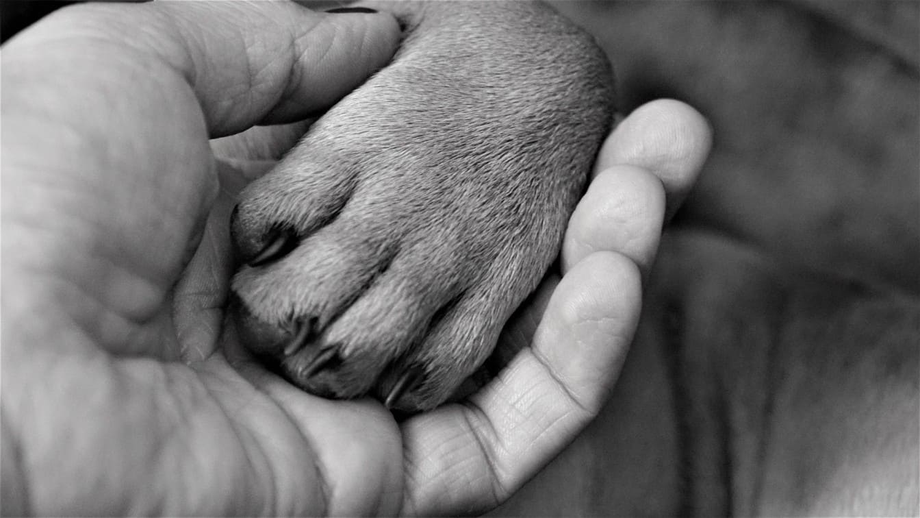Ausencia laboral justificada por eutanasia de animal de compañía y despido disciplinario improcedente (SSSTI Barcelona n.º 25 - 28/01/2026) - Oriol Cremades Chueca